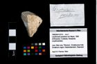 Foto (Objekt + Etikett) von Lecythocaris paradoxa (von Meyer, 1858)  (NHMW-GEO-1990-0041-3310)
